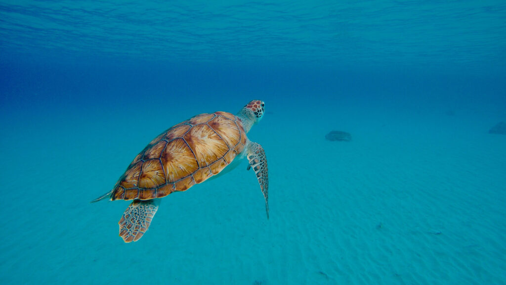 Onderwater Schildpad Curacao Spotten Snorkelen