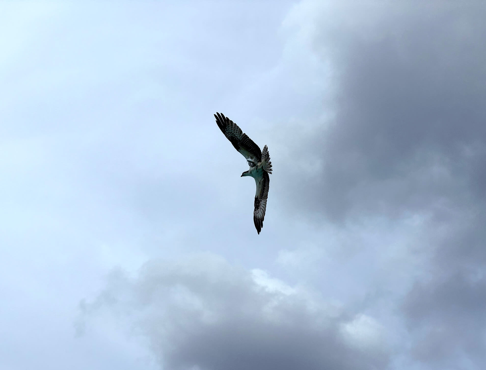 Soorten vogels op Curacao