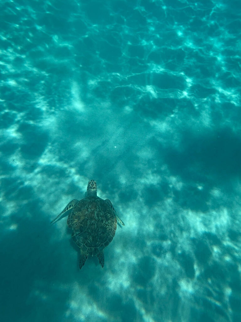 Schildpad Snorkelen Curacao Zee