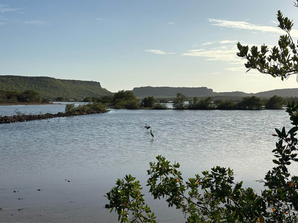 Vogels Spotten Curacao